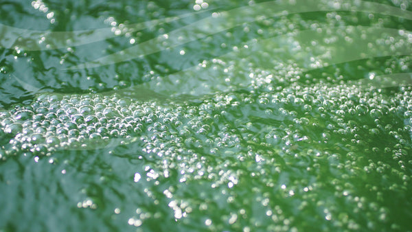 How to spot and prevent algae blooms as temperatures drop and the clocks go back